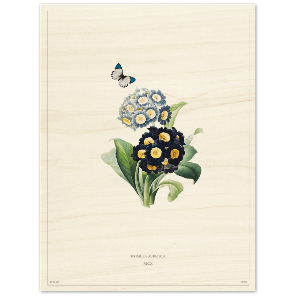 Pierre-Joseph Redouté, floral, flowers, art, wall art, flower prints, botanical, illustration, plants, roses