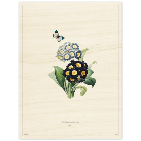Pierre-Joseph Redouté, floral, flowers, art, wall art, flower prints, botanical, illustration, plants, roses