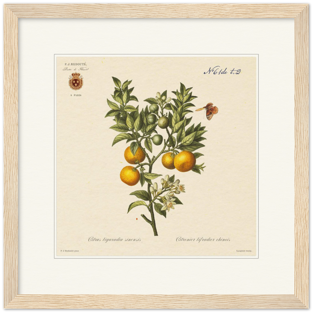 Bitter orange by Redouté, 1834 (édition classique)