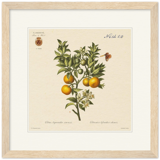 Bitter orange by Redouté, 1834 (édition classique)