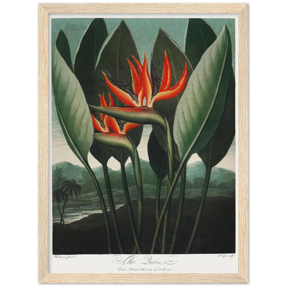 The Queen plant by R.J. Thornton, 1807