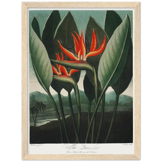 The Queen plant by R.J. Thornton, 1807