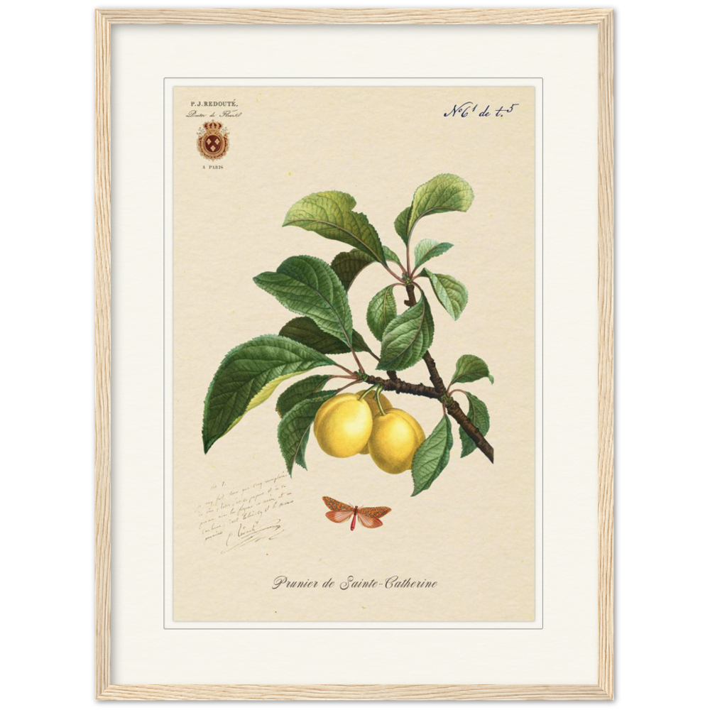 Plum of Saint Catherine, 1824 (édition classique)