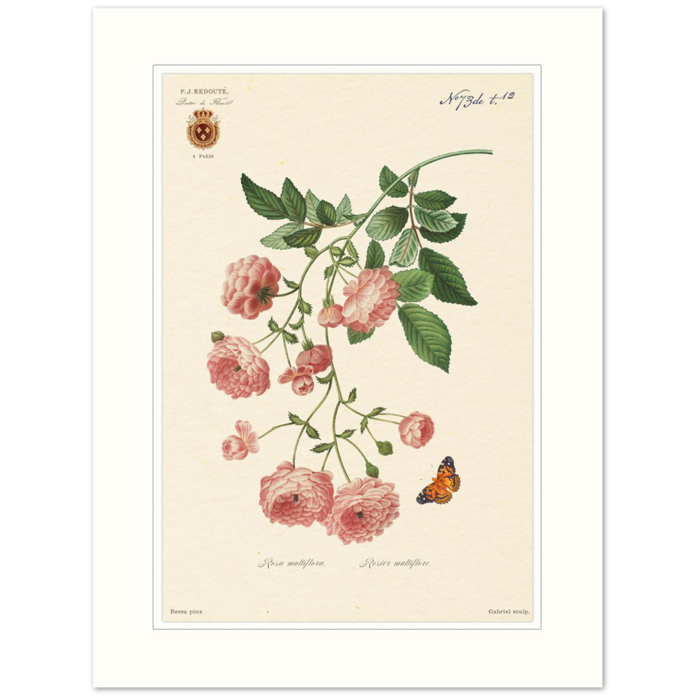 Pierre-Joseph Redouté, floral, flowers, art, wall art, flower prints, botanical, illustration, plants, roses