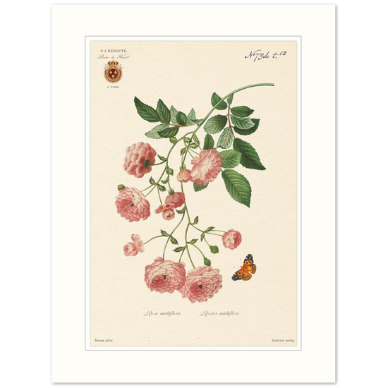 Pierre-Joseph Redouté, floral, flowers, art, wall art, flower prints, botanical, illustration, plants, roses