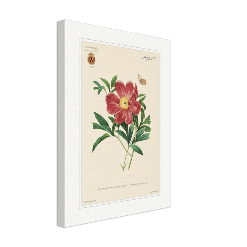 Peony by Redouté, 1827 (édition classique)