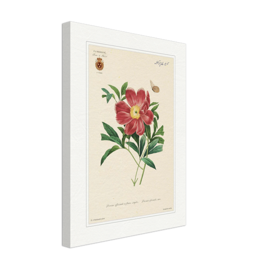 Peony by Redouté, 1827 (édition classique)