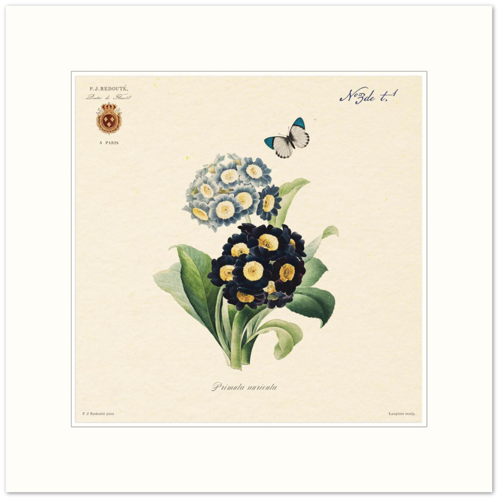 Pierre-Joseph Redouté, floral, flowers, art, wall art, flower prints, botanical, illustration, plants, roses