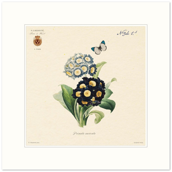 Pierre-Joseph Redouté, floral, flowers, art, wall art, flower prints, botanical, illustration, plants, roses
