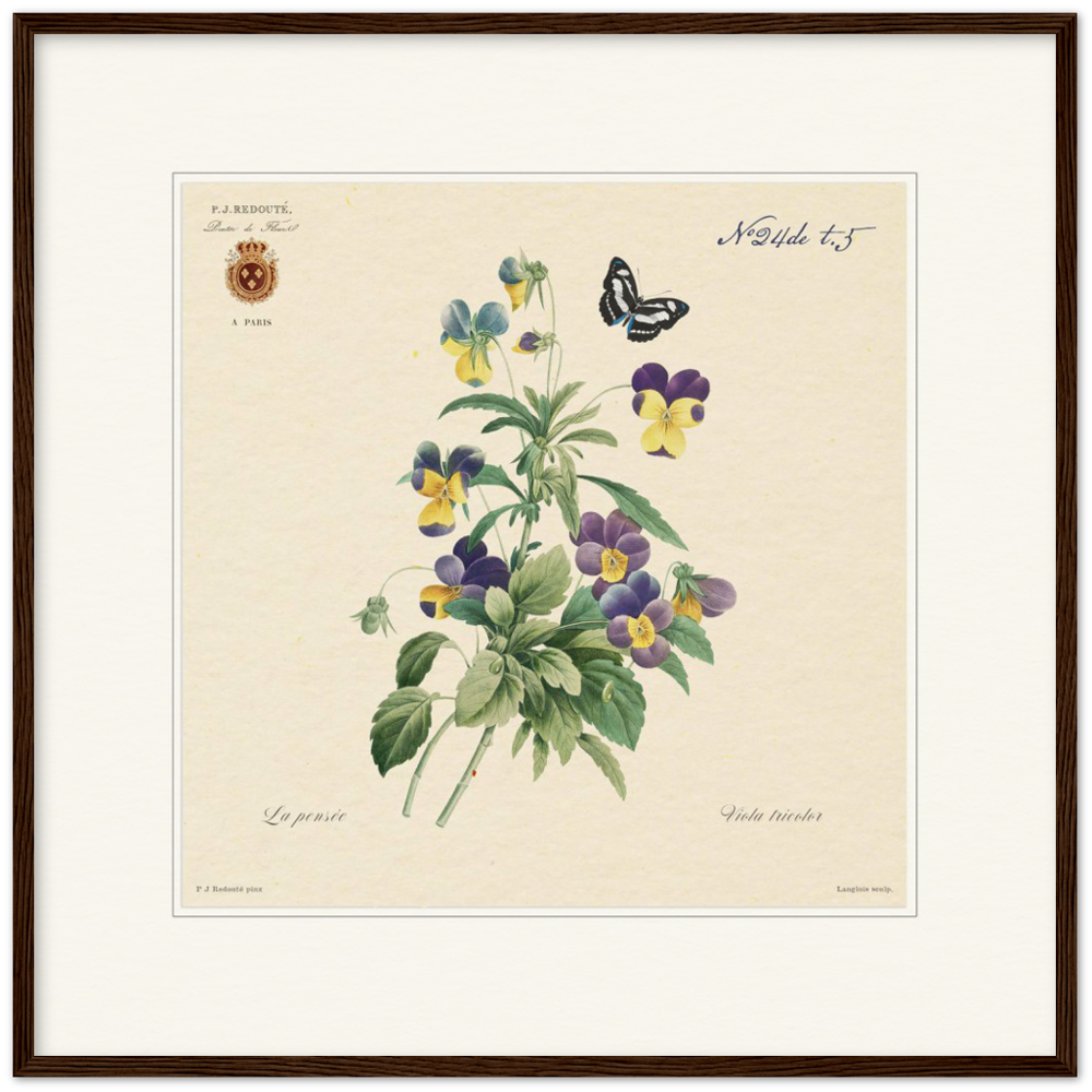 Framed botanical print of tricolor viola by Redoute