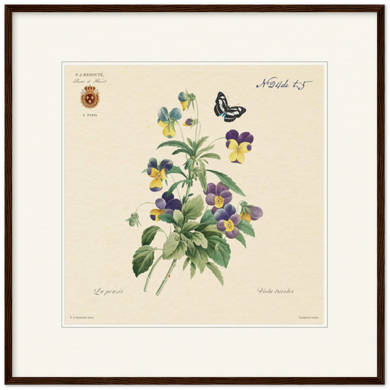 Framed botanical print of tricolor viola by Redoute