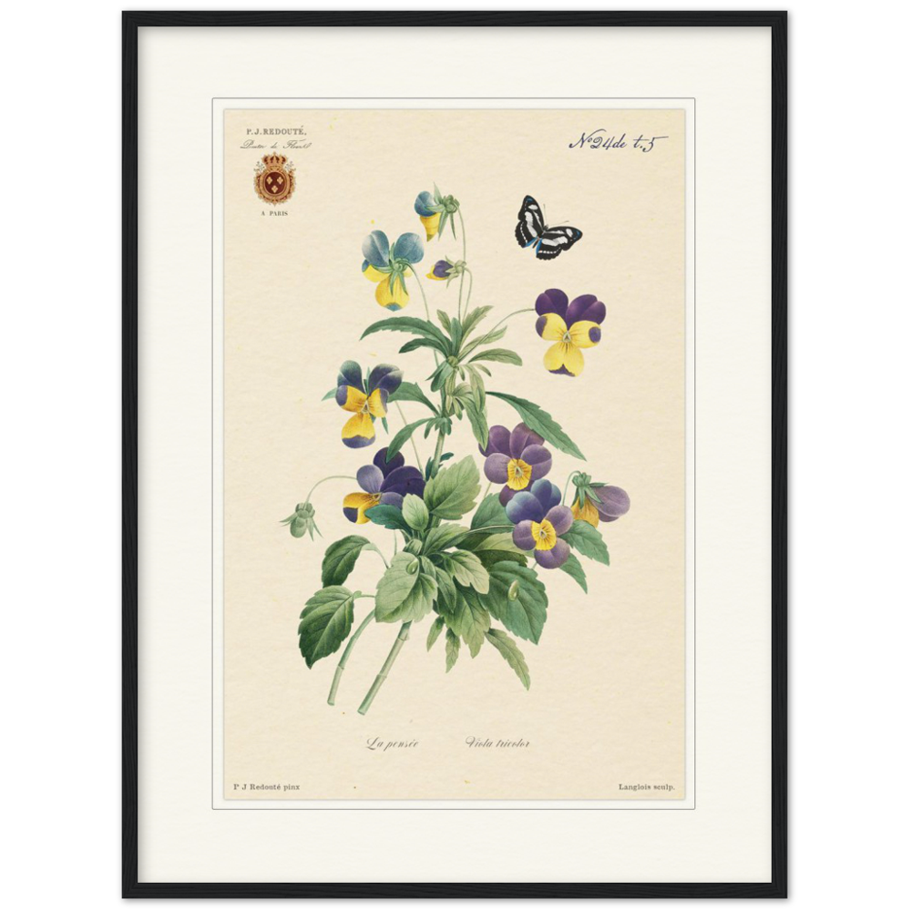 Tricolor viola by Redouté, 1834 (édition classique)