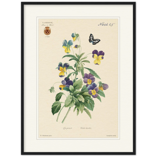 Tricolor viola by Redouté, 1834 (édition classique)