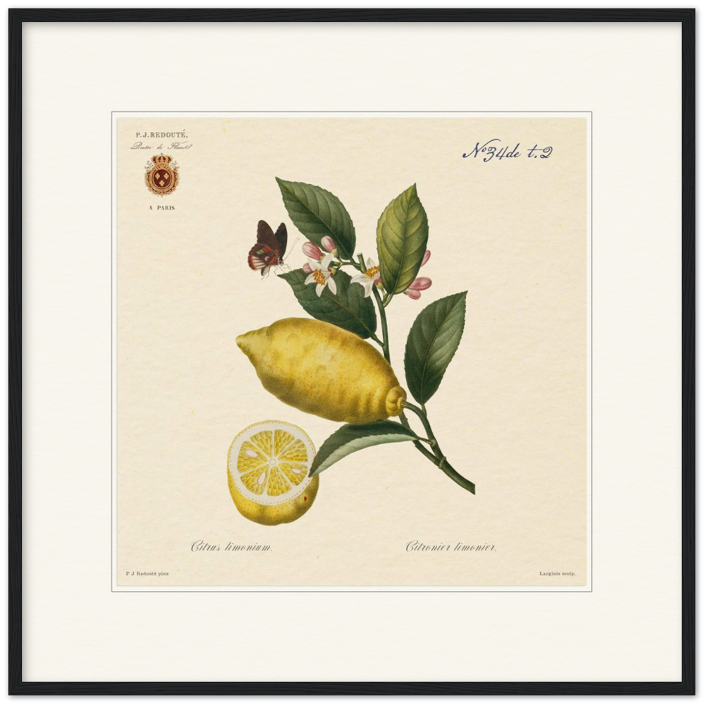 Lemon by Redouté, 1834 (édition classique)