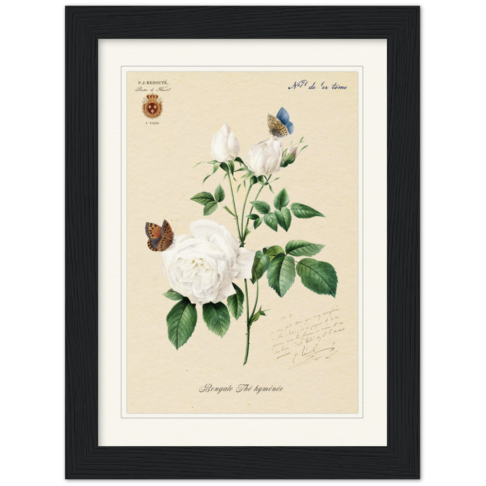 Pierre-Joseph Redouté, floral, flowers, art, wall art, flower prints, botanical, illustration, plants, roses