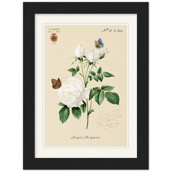 Pierre-Joseph Redouté, floral, flowers, art, wall art, flower prints, botanical, illustration, plants, roses