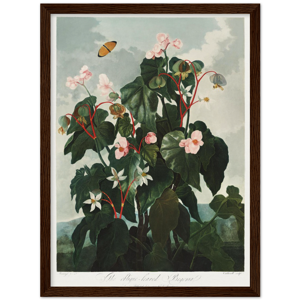 The oblique-leaved begonia by R.J. Thornton, 1807
