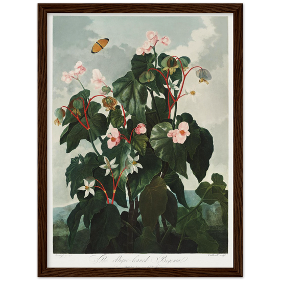 The oblique-leaved begonia by R.J. Thornton, 1807