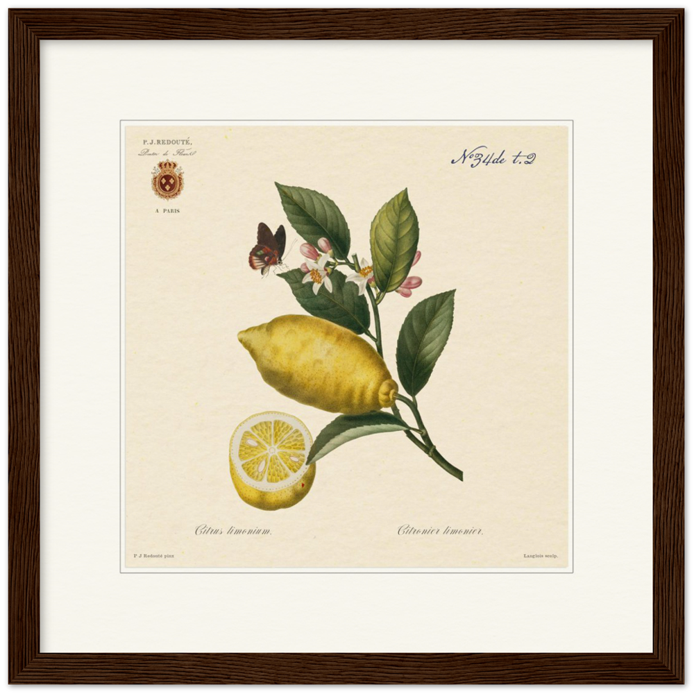 Lemon by Redouté, 1834 (édition classique)