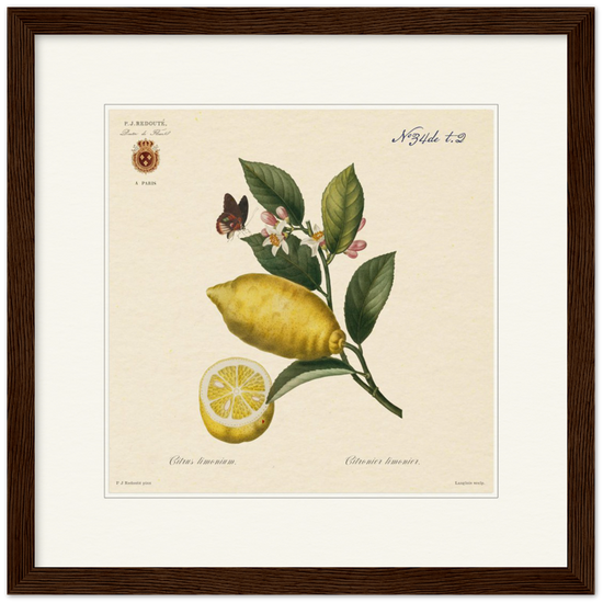 Lemon by Redouté, 1834 (édition classique)