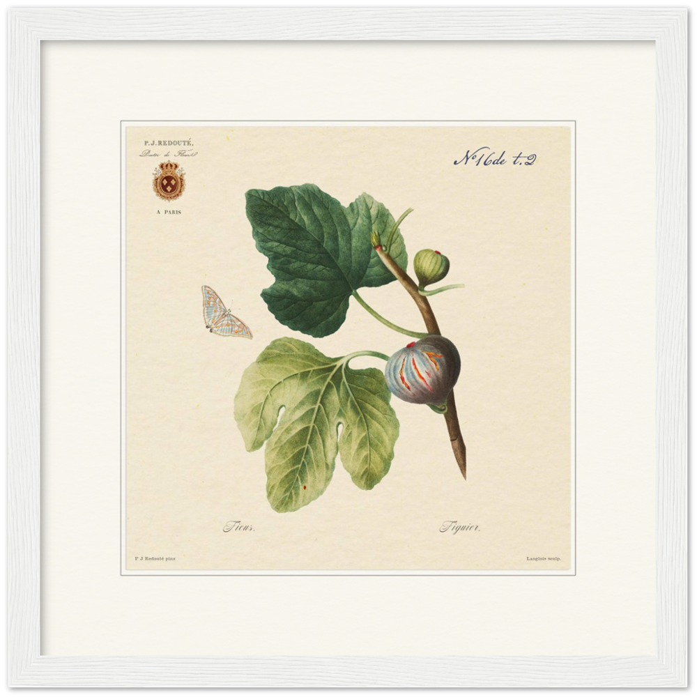 Figs by Redouté, 1834 (édition classique)