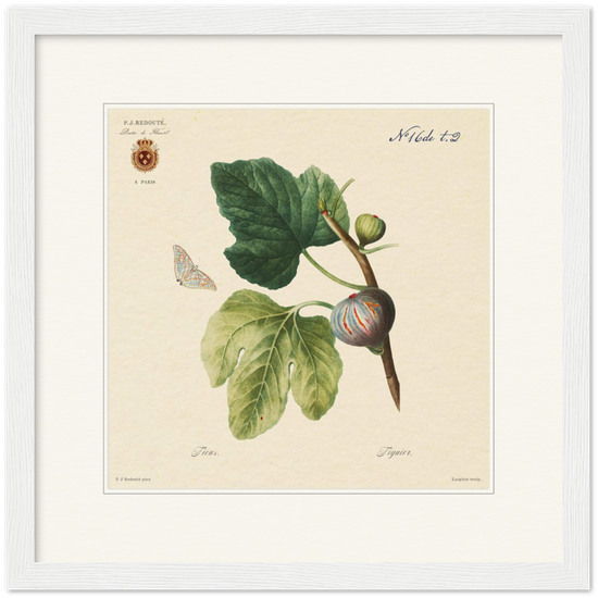 Figs by Redouté, 1834 (édition classique)