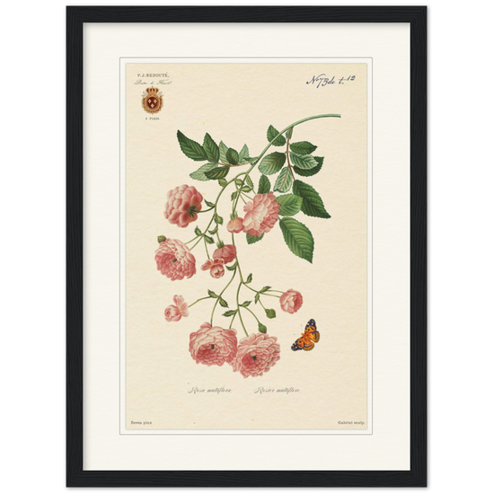 Pierre-Joseph Redouté, floral, flowers, art, wall art, flower prints, botanical, illustration, plants, roses
