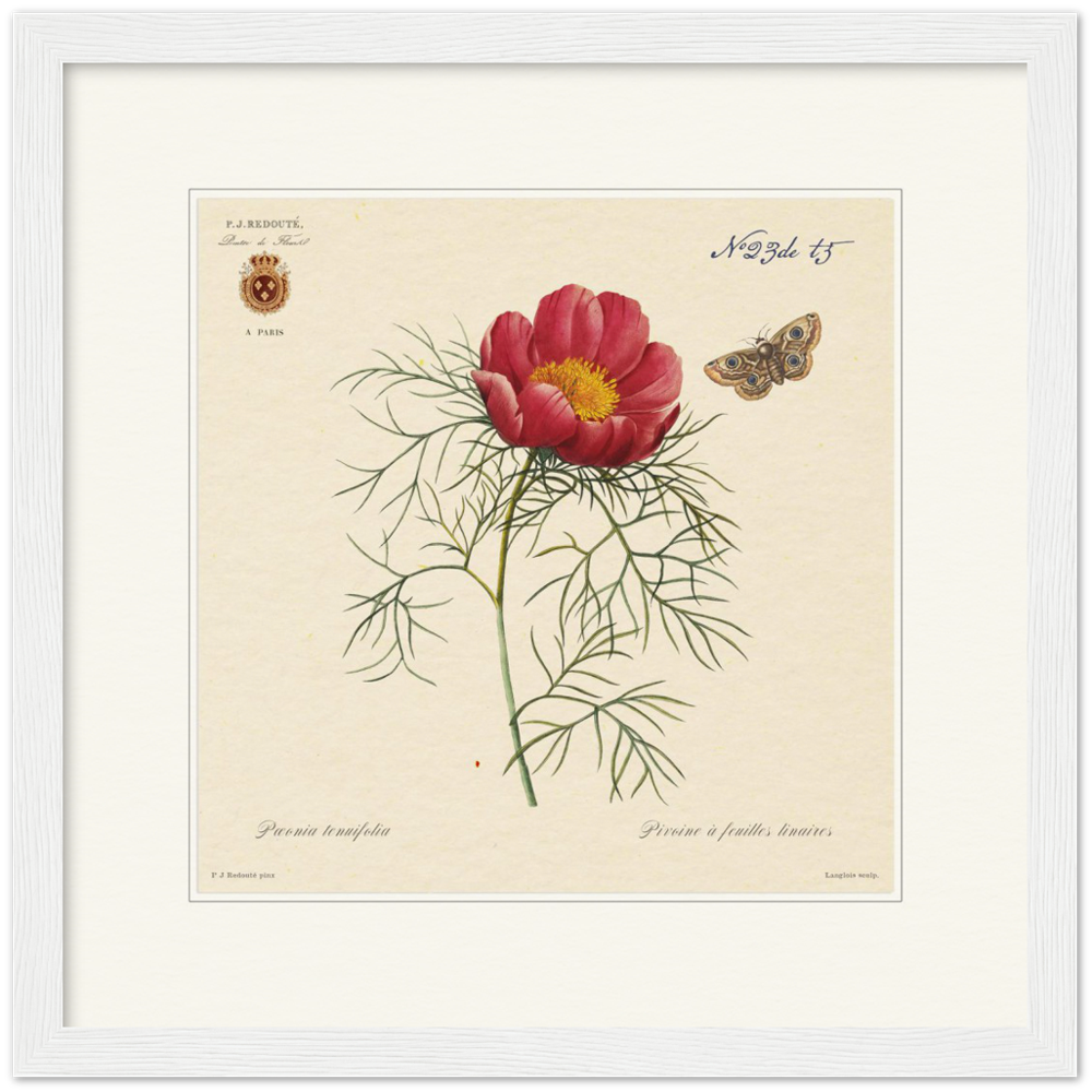 Pierre-Joseph Redouté, floral, flowers, art, wall art, flower prints, botanical, illustration, plants, roses