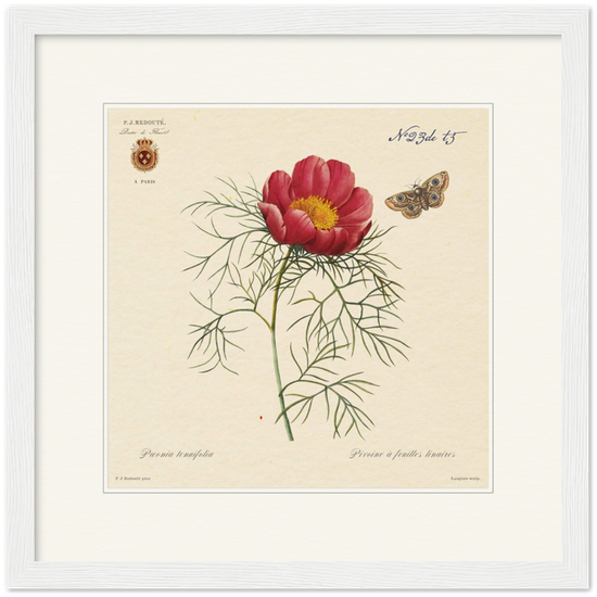 Pierre-Joseph Redouté, floral, flowers, art, wall art, flower prints, botanical, illustration, plants, roses
