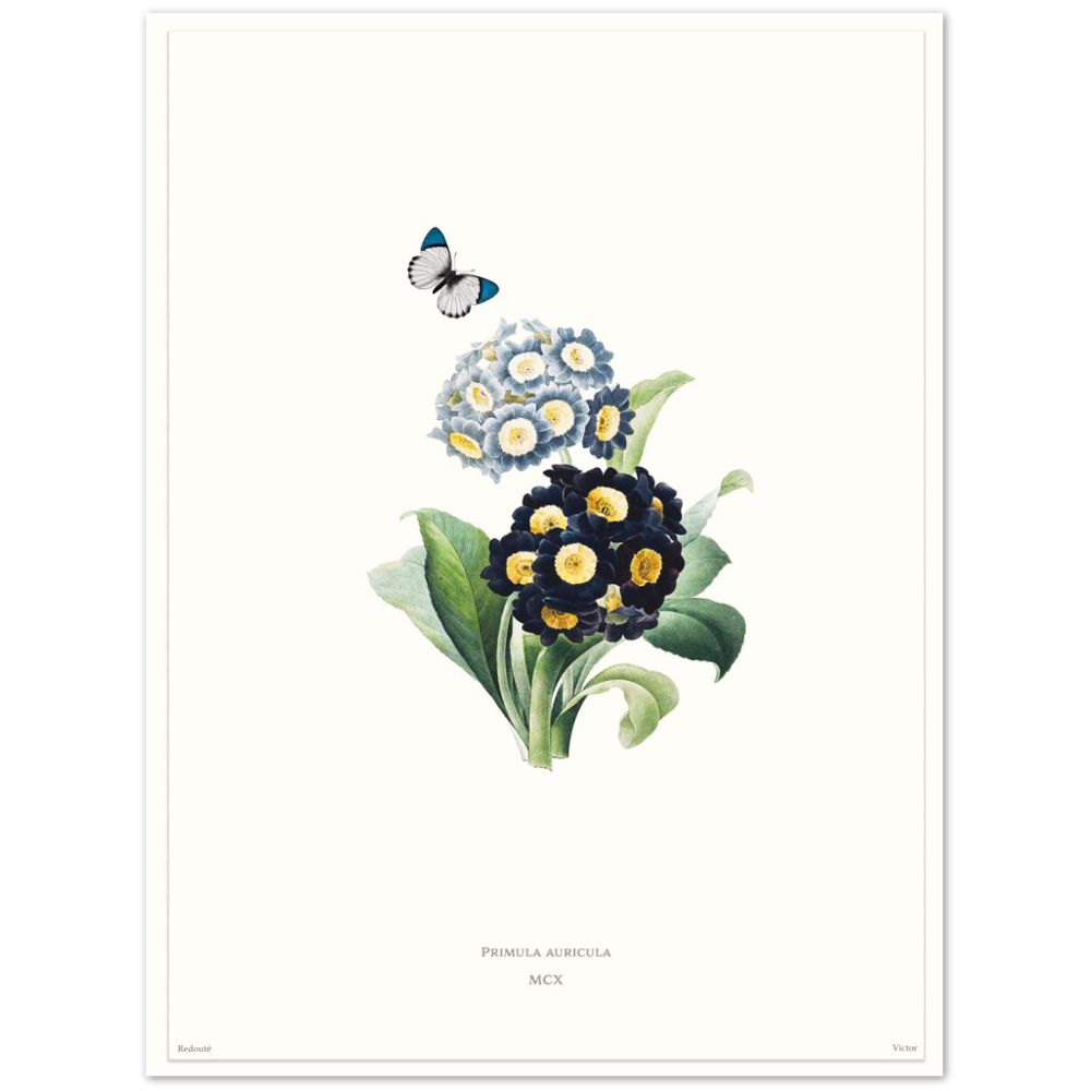 Pierre-Joseph Redouté, floral, flowers, art, wall art, flower prints, botanical, illustration, plants, roses