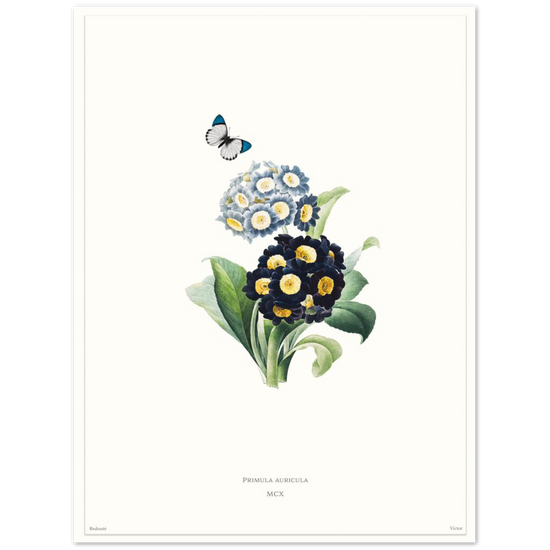 Pierre-Joseph Redouté, floral, flowers, art, wall art, flower prints, botanical, illustration, plants, roses