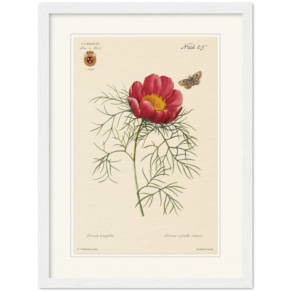 Pierre-Joseph Redouté, floral, flowers, art, wall art, flower prints, botanical, illustration, plants, roses