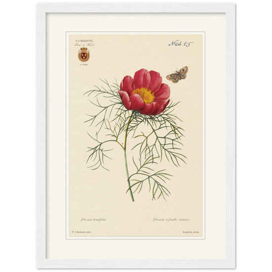 Pierre-Joseph Redouté, floral, flowers, art, wall art, flower prints, botanical, illustration, plants, roses