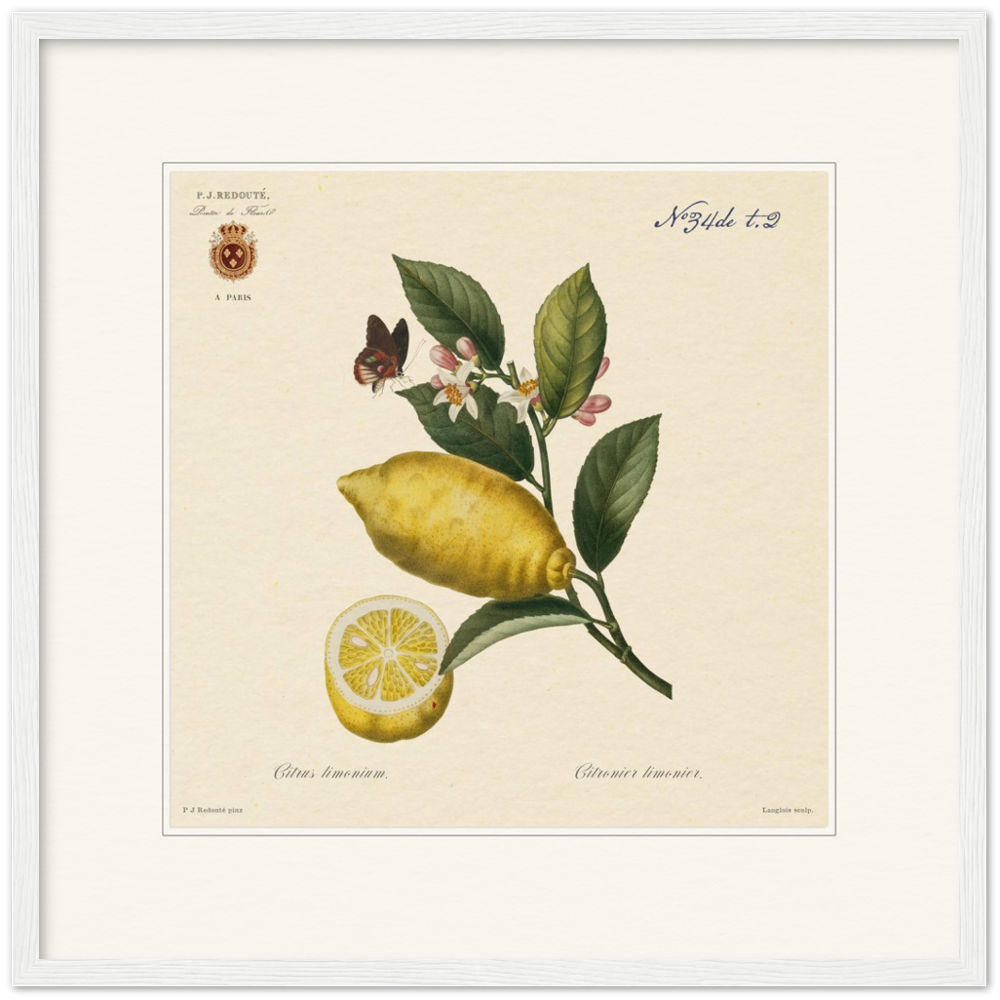 Lemon by Redouté, 1834 (édition classique)