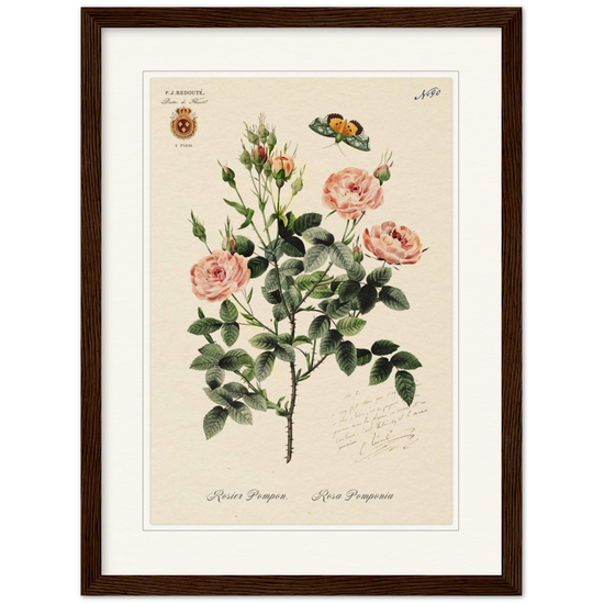 Rose Pompon by Redouté, 1824 (édition classique)