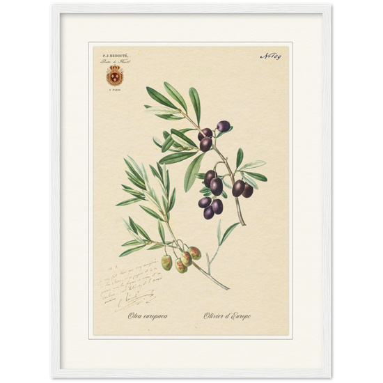 Olives by Redouté , édition classique