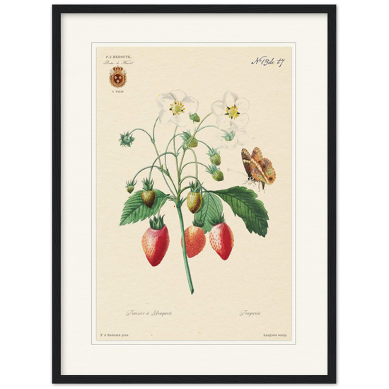 Strawberry by Redouté, 1834 (édition classique)