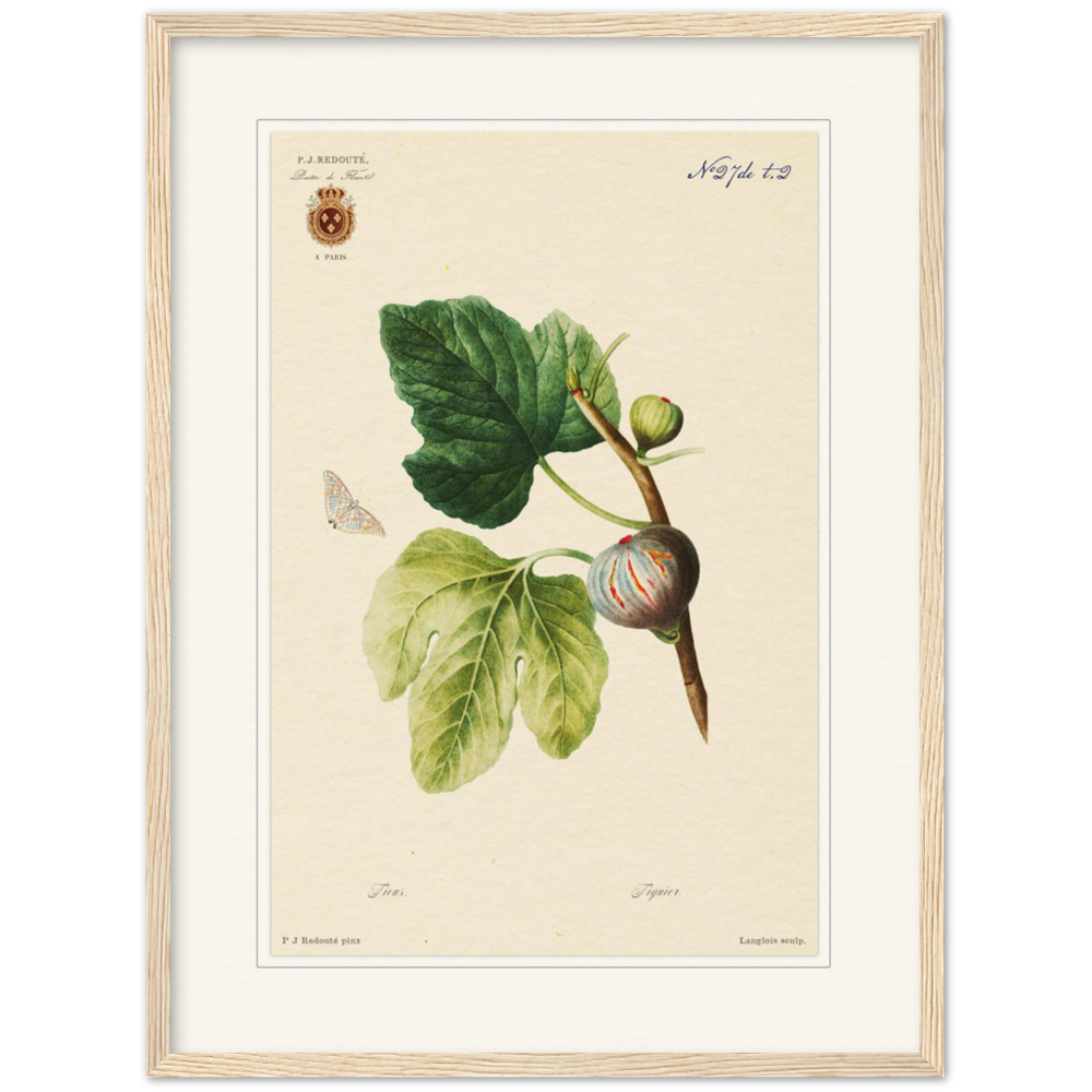 Figs by Redouté, 1834 (édition classique)