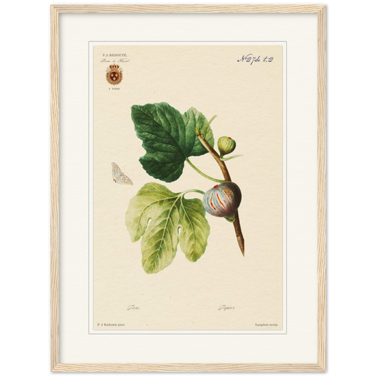 Figs by Redouté, 1834 (édition classique)