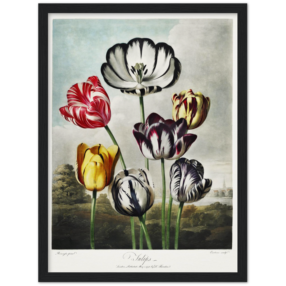 The Tulips by R.J. Thornton, 1807