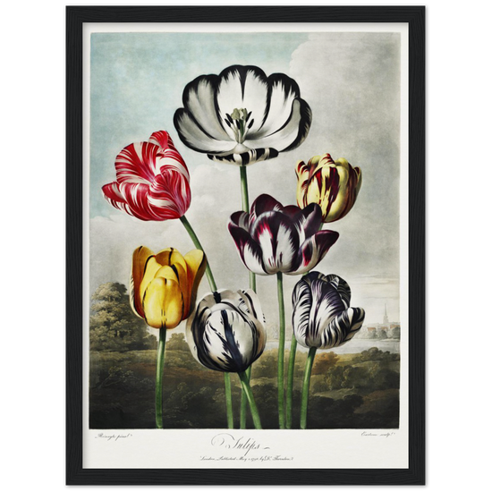 The Tulips by R.J. Thornton, 1807