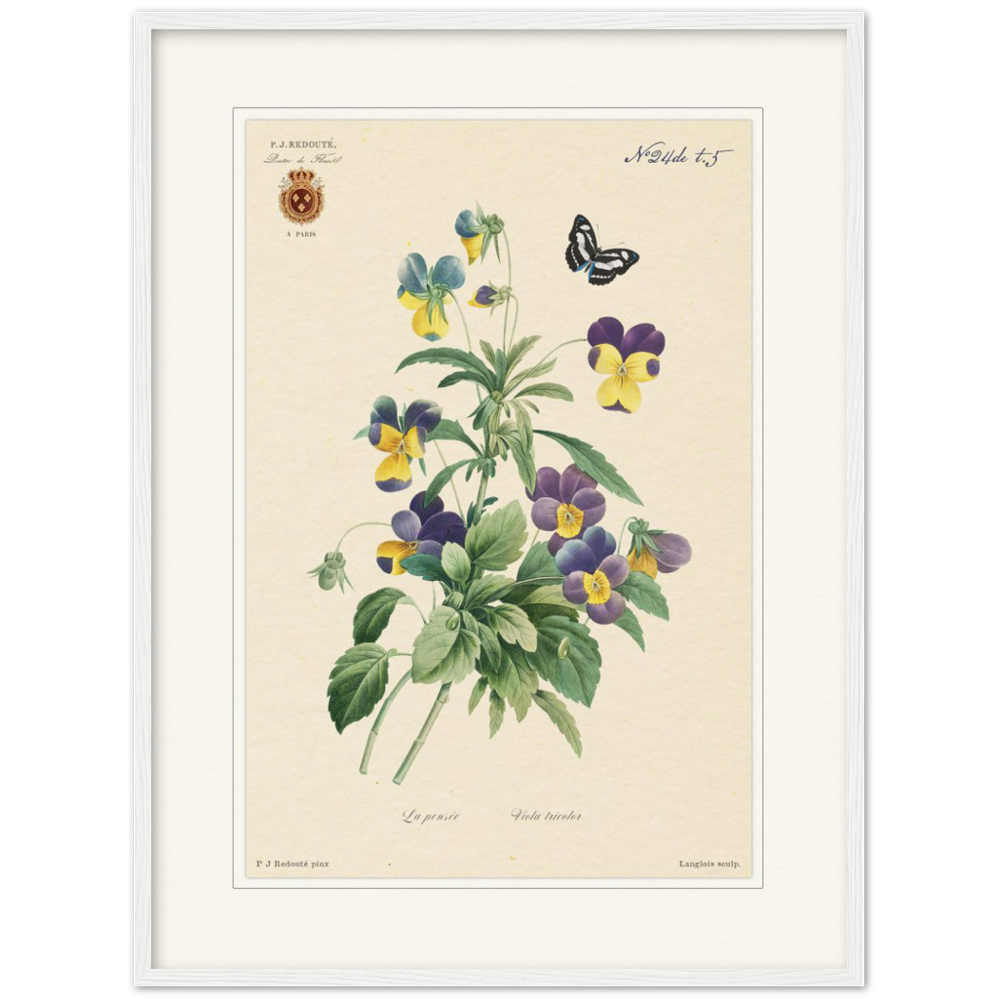 Tricolor viola by Redouté, 1834 (édition classique)