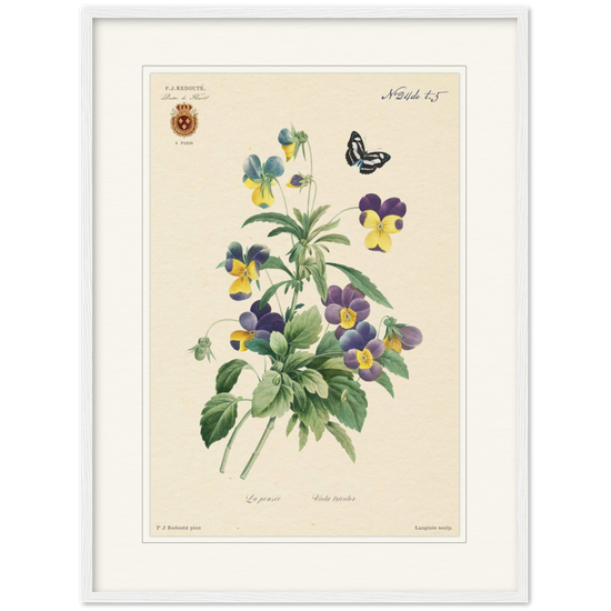 Tricolor viola by Redouté, 1834 (édition classique)