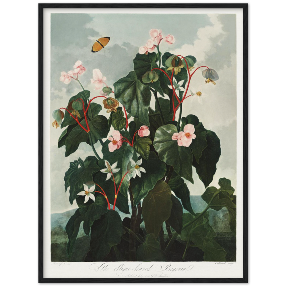 The oblique-leaved begonia by R.J. Thornton, 1807