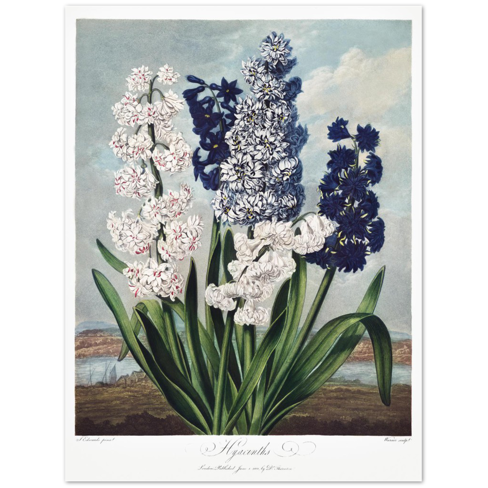 Hyacinths by R.J. Thornton, 1807