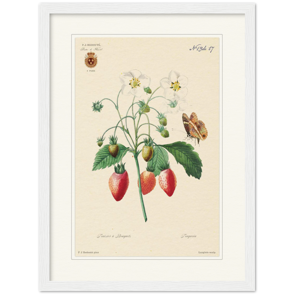 Strawberry by Redouté, 1834 (édition classique)