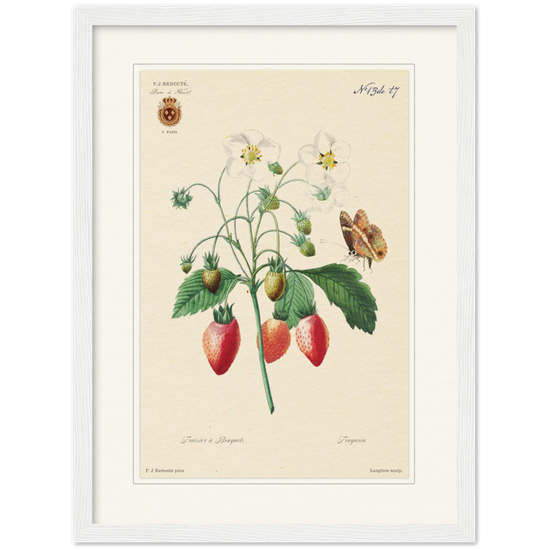 Strawberry by Redouté, 1834 (édition classique)