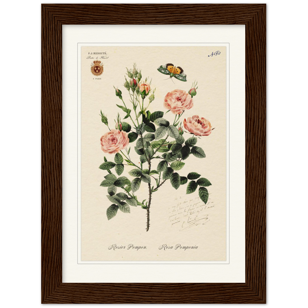Rose Pompon by Redouté, 1824 (édition classique)