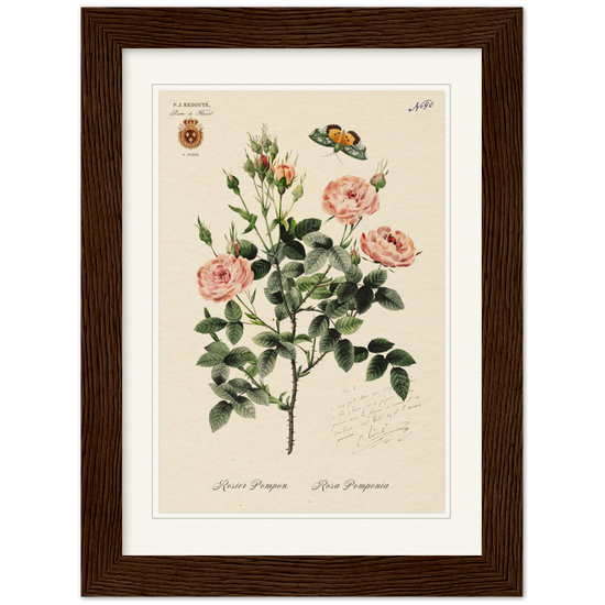 Rose Pompon by Redouté, 1824 (édition classique)