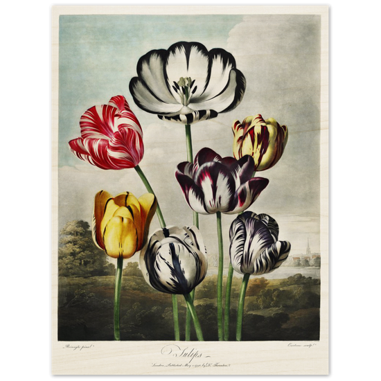 The Tulips by R.J. Thornton, 1807
